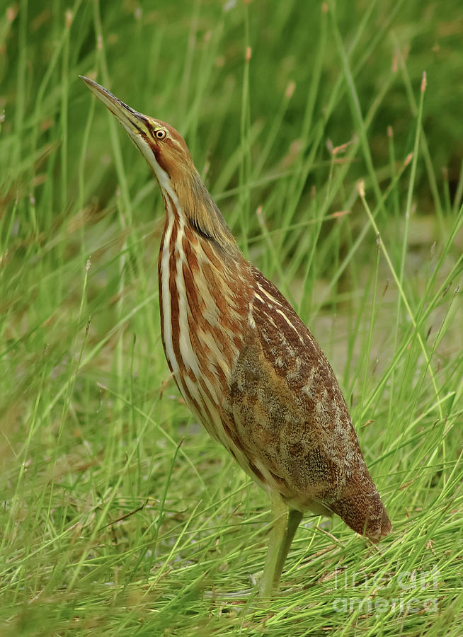 American Bittern Looking Up Photograph by Robert Frederick
