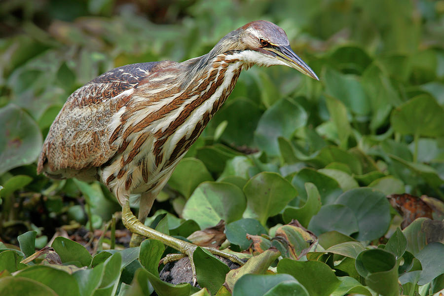 American Bittern on Letuce Photograph by Jerry Fornarotto