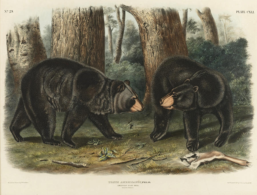 American Black Bear Drawing by After John James Audubon