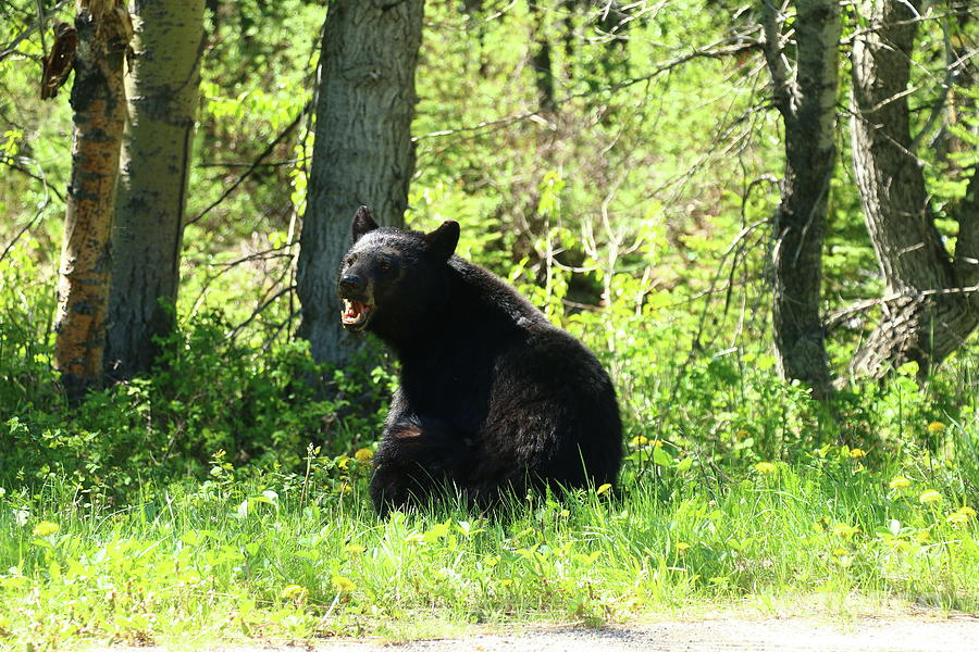 American Black Bear Photograph by Christiane Schulze Art And Photography