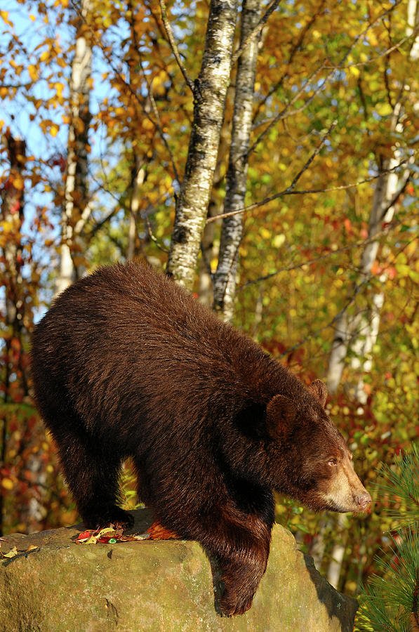 American Black Bear Climbing Down From A Rock In A Minnesota Bir