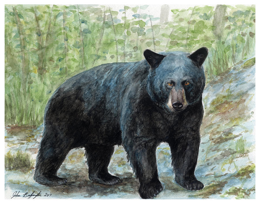 American Black Bear Painting by John Buffington - Fine Art America