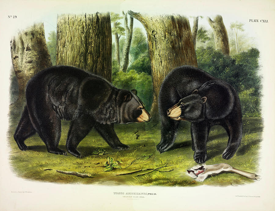 American Black Bear Painting By John James Audubon - Fine Art America