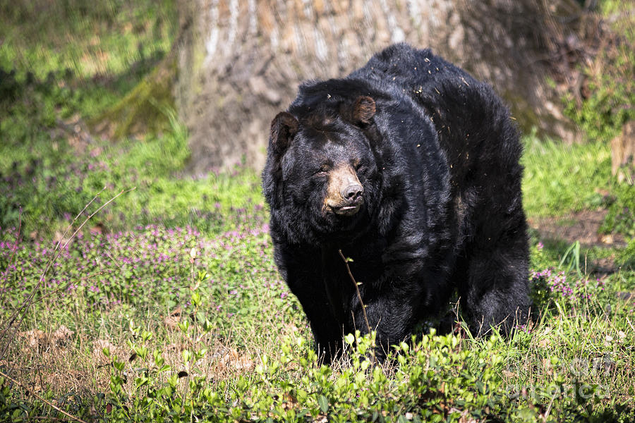 American Black Bear - Maymont Photograph by Jemmy Archer