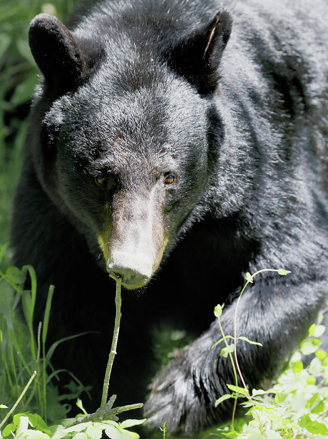 American Black Bear Photograph by Nicholas Blackwell