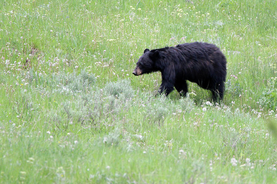 American Black Bear Yellowstone USA Photograph by Bob Savage