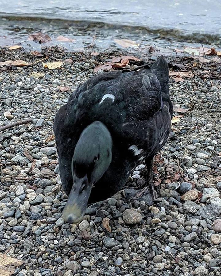 Pnw Photograph - American Black Duck  by Valerie Shinn