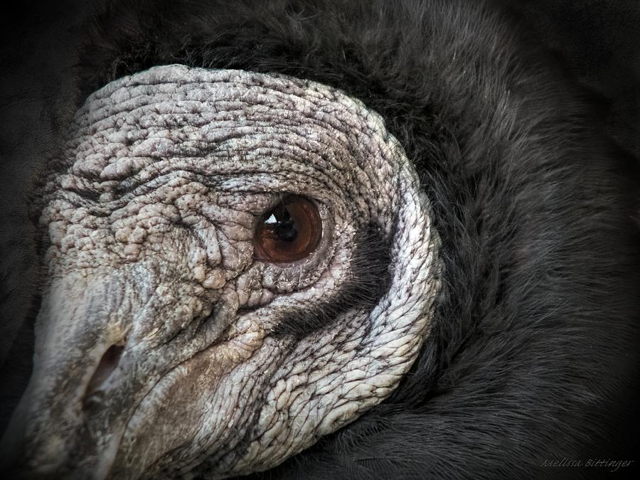 American Black Vulture Photograph by Melissa Bittinger
