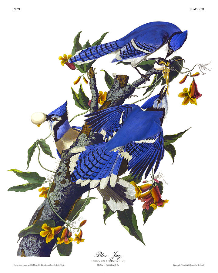 American Jay Antique Bird Print John Audubon Birds of America by Orchard Arts - Pixels