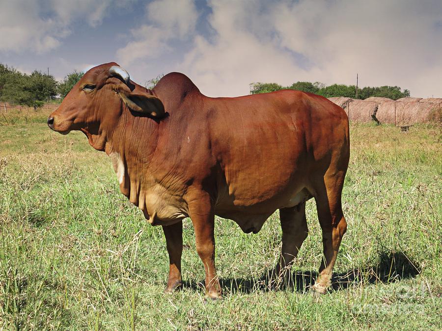 American Brahman Cow Photograph by Ella Kaye Dickey