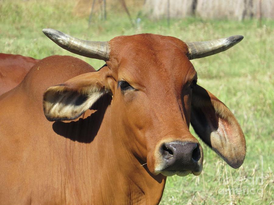 American Brahman Cow Ii Photograph By Ella Kaye Dickey Pixels