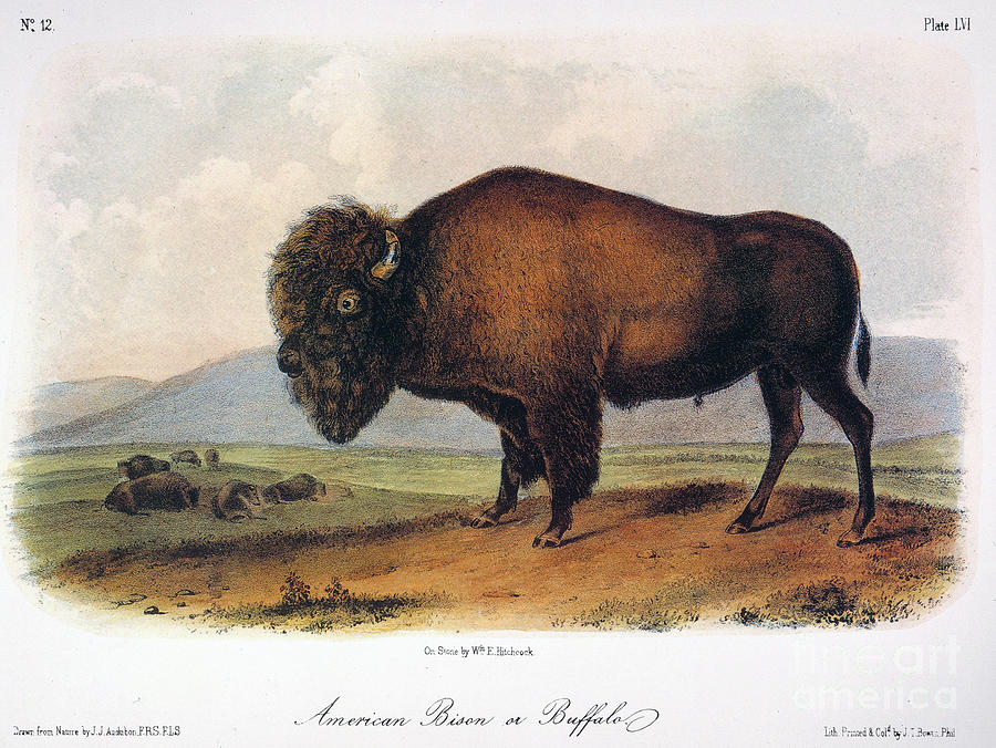 American Buffalo, 1846 Drawing by John James Audubon