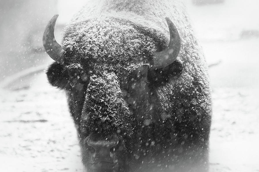 American Buffalo 4 Photograph by Scott Hovind