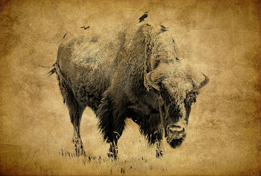 American Buffalo Photograph By Athena Mckinzie Pixels