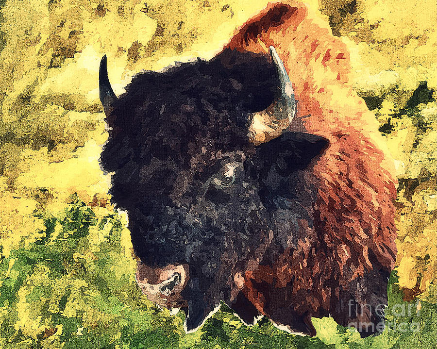 American buffalo Digital Art by Binka Kirova