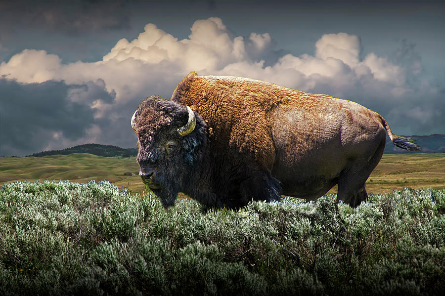 American Buffalo Bison in Yellowstone National Park Photograph by Randall Nyhof