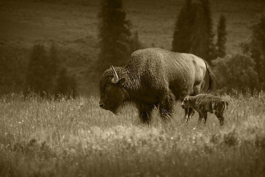 American Buffalo Bison Mother and Calf in Sepia Tone Photograph by Randall Nyhof
