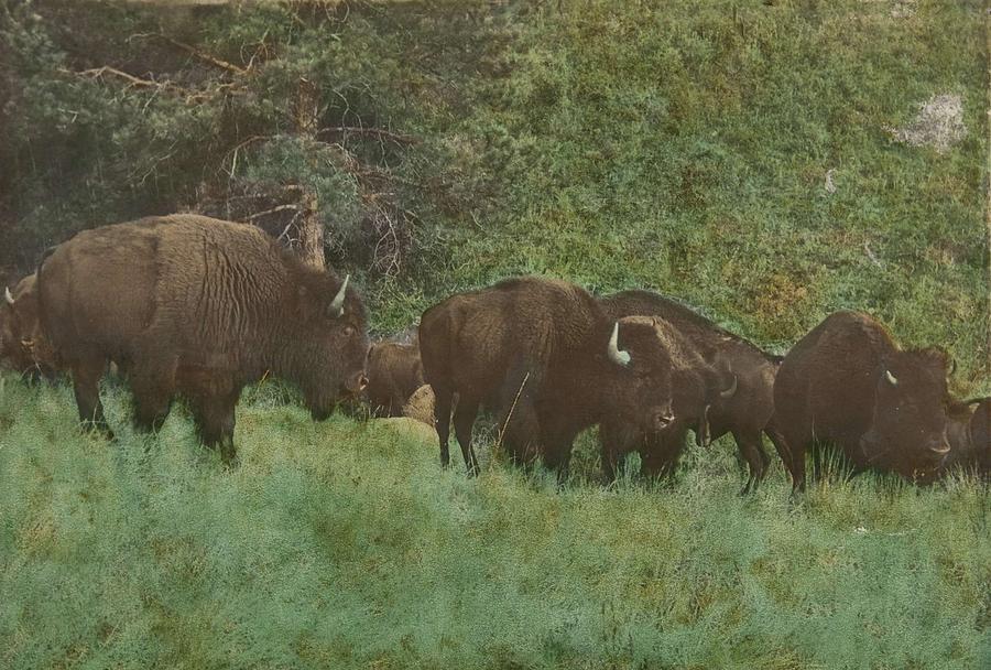 Nature Painting - American buffalo by Celestial Images