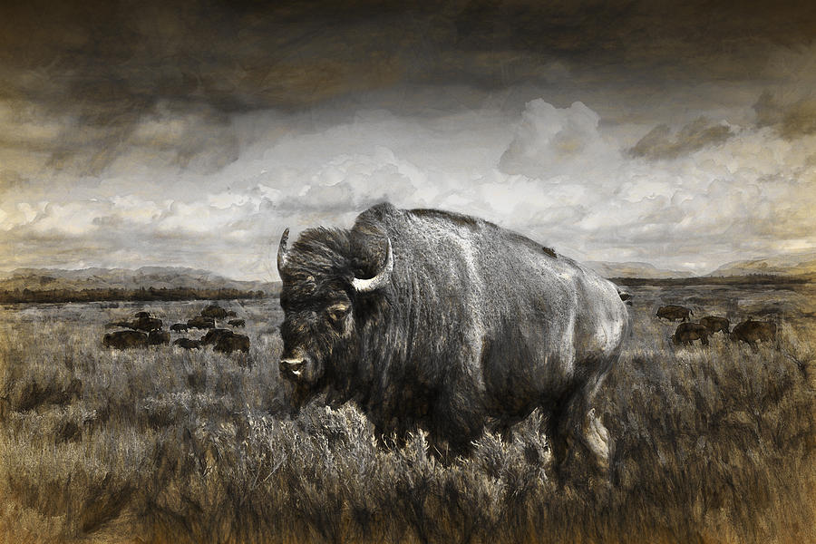 American Buffalo in the Grand Tetons Photograph by Randall Nyhof