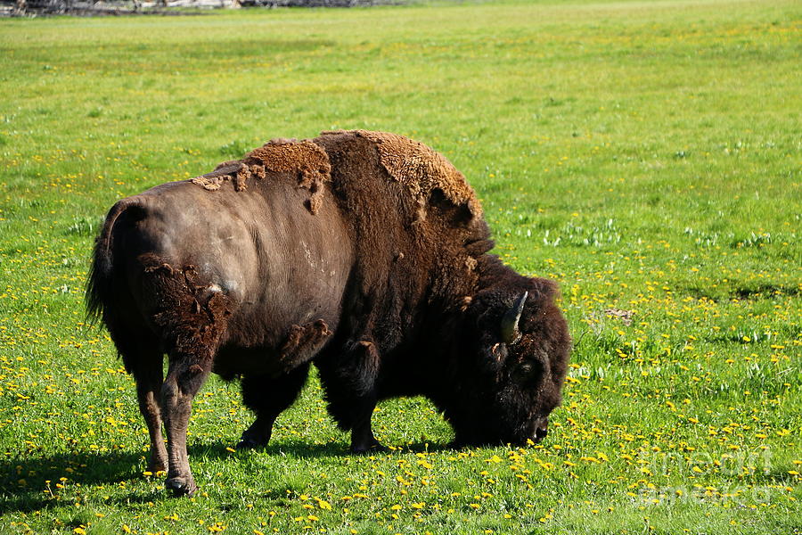 American Buffalo On A Dandelion Meadow Photograph by Christiane Schulze Art And Photography