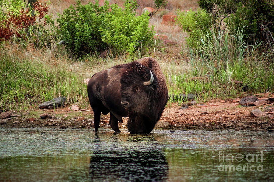 American Bull Bison Creekside Photograph by Robert Frederick