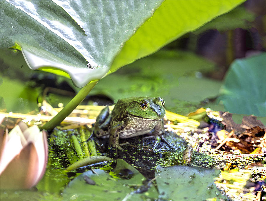 American Bull Frog In The Shade Of A Large Green Leaf Photograph by William Bitman