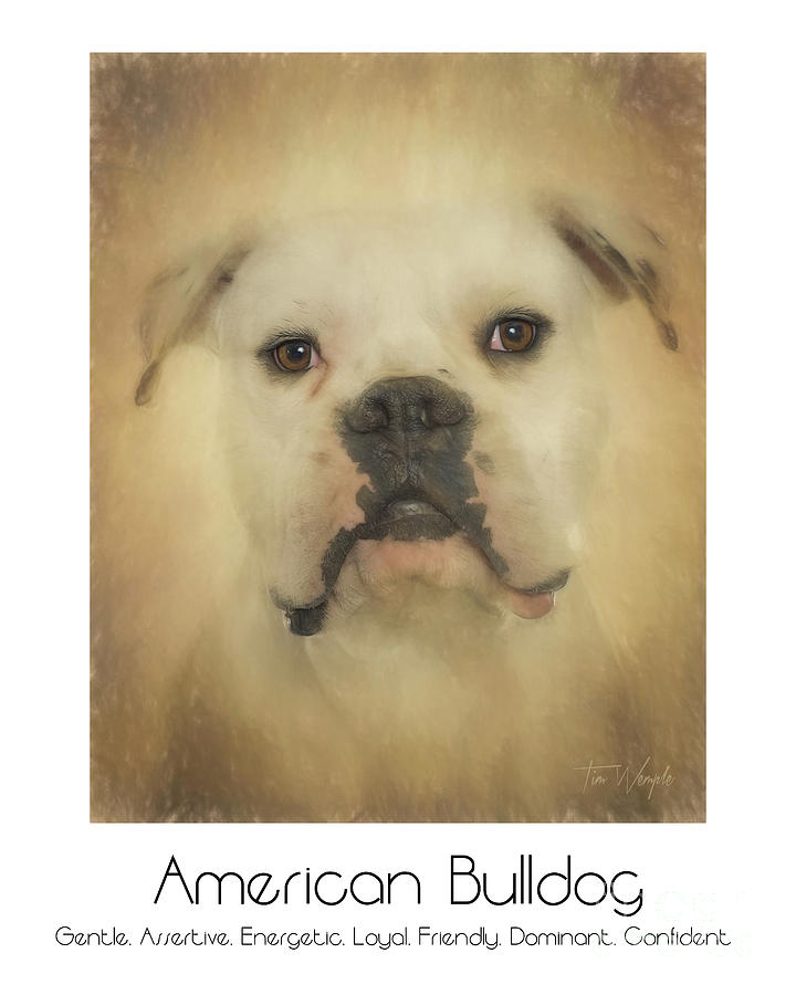 American Bulldog Poster Digital Art by Tim Wemple