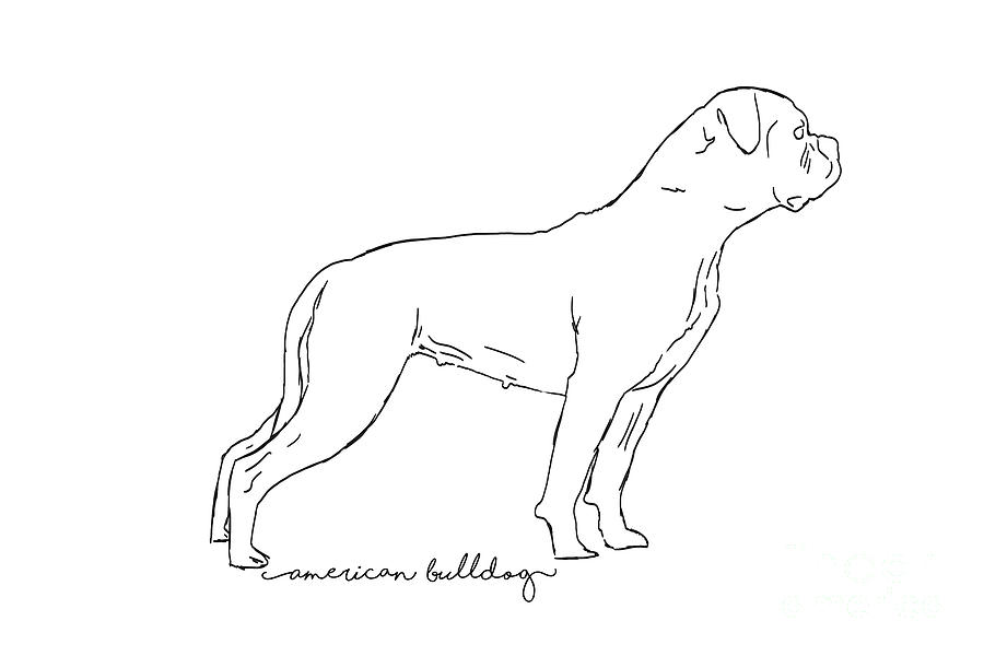 Vector Sketch Domestic Dog French Bulldog Breed Stock Illustration -  Download Image Now - French Bulldog, Bulldog, France - iStock