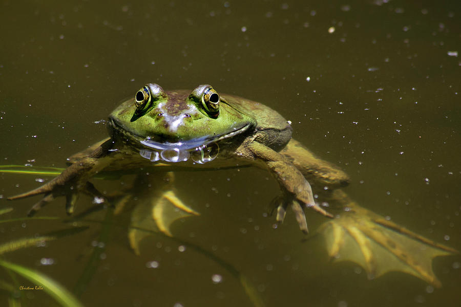 American Bullfrog Photograph by Christina Rollo