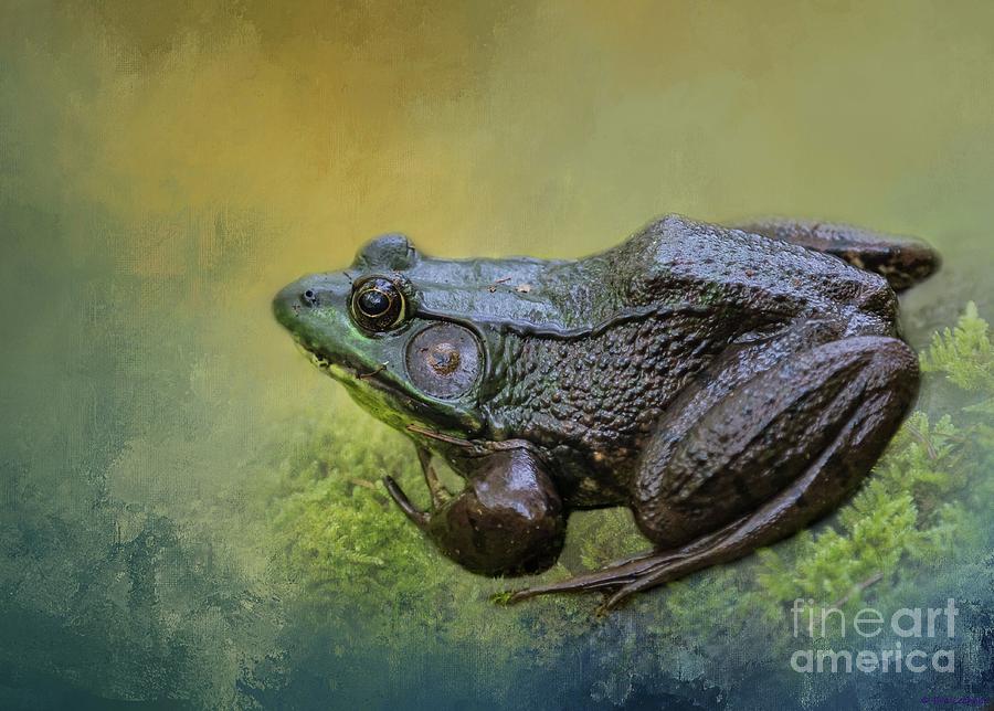 American Bullfrog Photograph by Eva Lechner