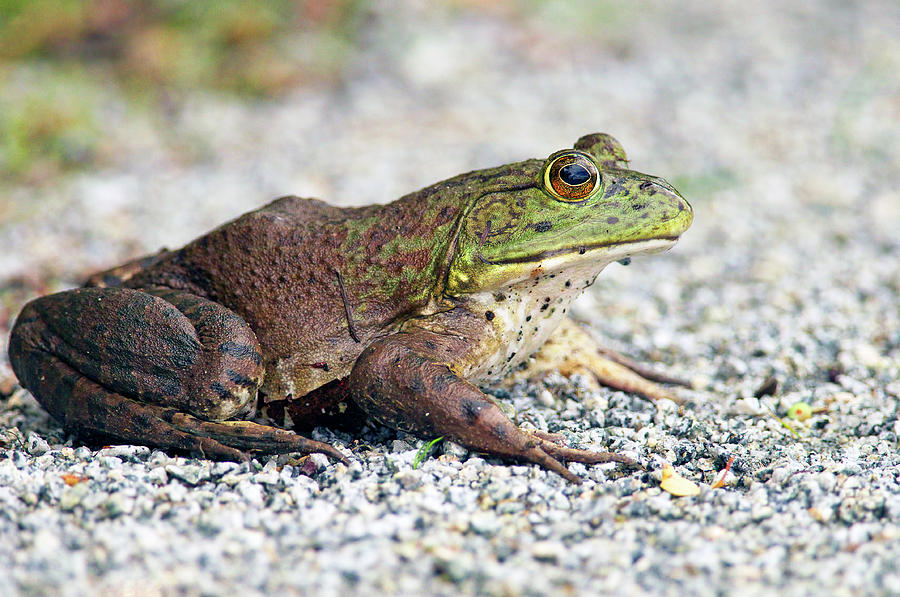 American Bullfrog female by Sharon Talson American Bullfrog female by Sharon Talson