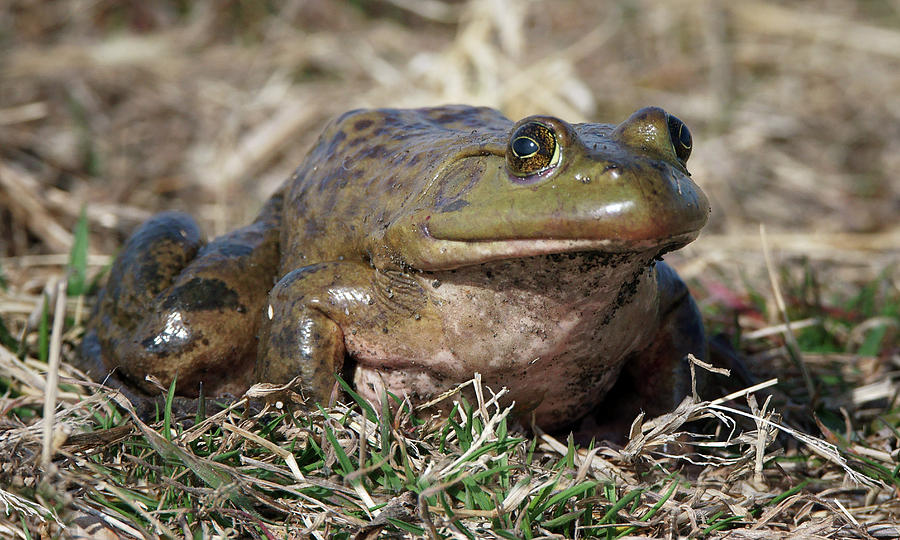 American Bullfrog Photograph by Nikolyn McDonald
