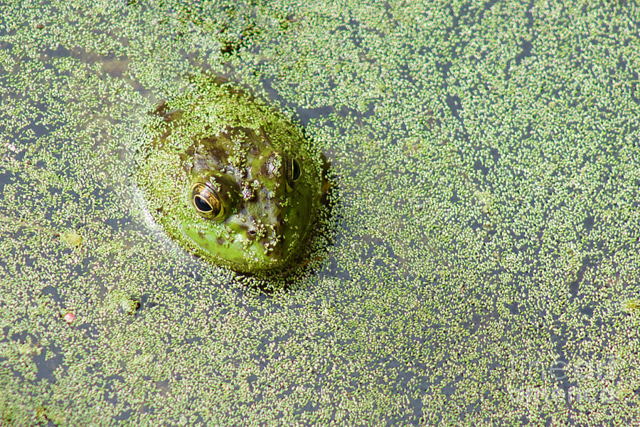 American Bullfrog Photograph by Sean Griffin