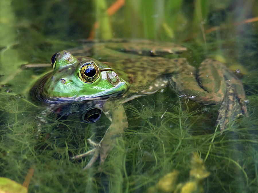 American Bullfrog Photograph by Tam Ryan