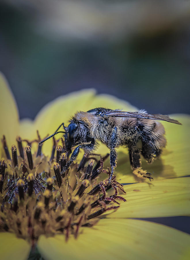 American Bumble Bee Photograph by Rick Mosher