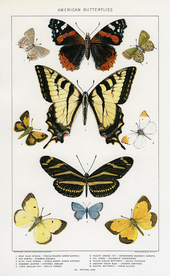 American Butterflies Painting by Julius Bien