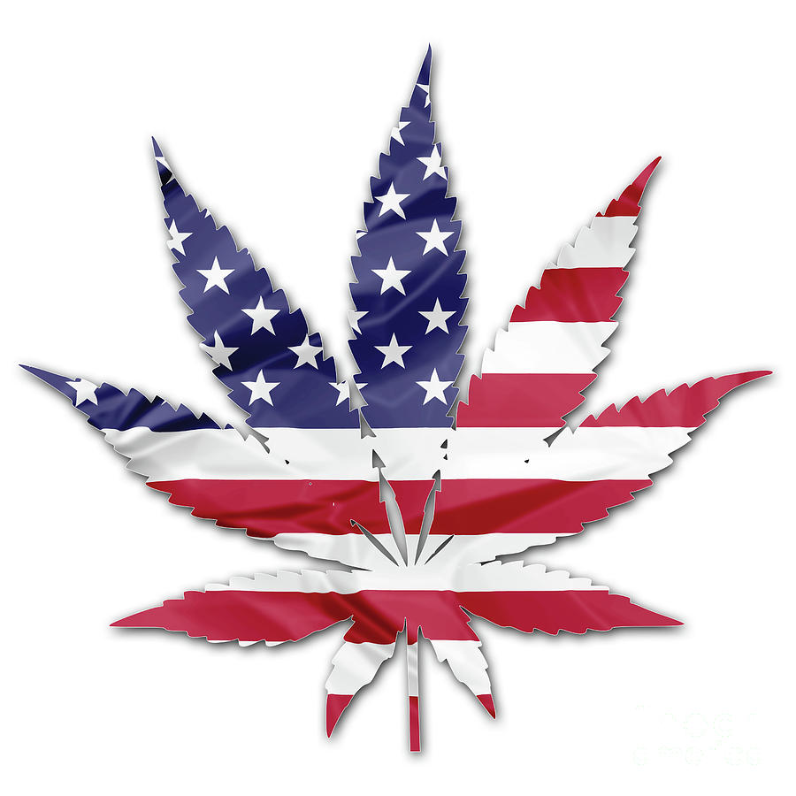 American cannabis leaf Photograph by Benny Marty