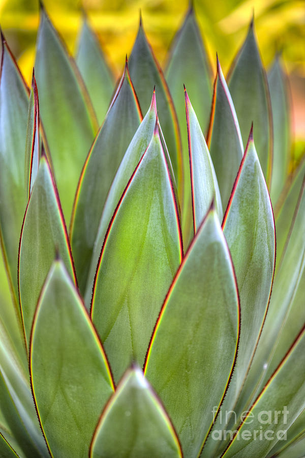 American Century Plant Spiked Aloe Succulent  Photograph by David Zanzinger