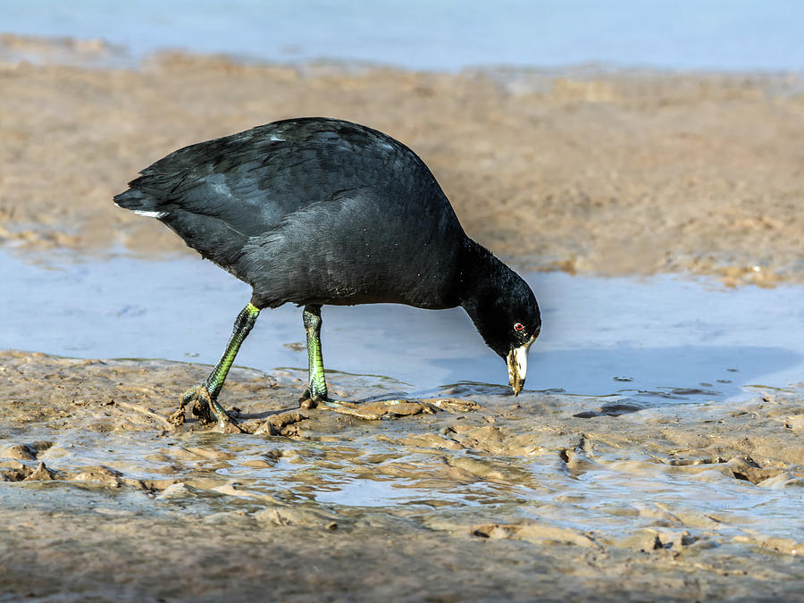 American Coot 0992 Photograph by Tam Ryan