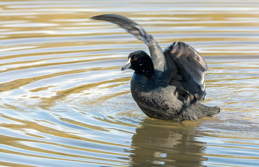 Nature Photograph - American Coot 1081-010518-1cr by Tam Ryan