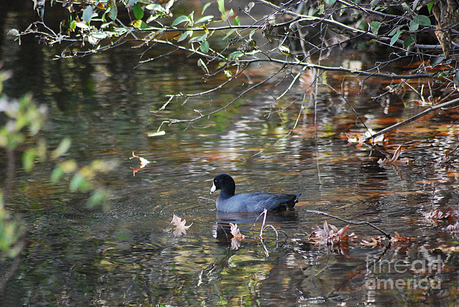 American Coot 20131030_17 Photograph by Tina Hopkins