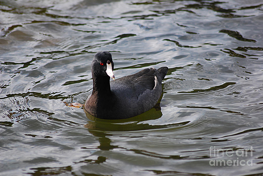 American Coot 20131030_196 Photograph by Tina Hopkins
