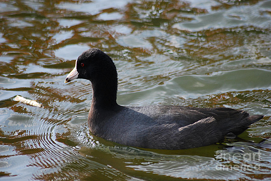 American Coot 20131030_199 Photograph by Tina Hopkins
