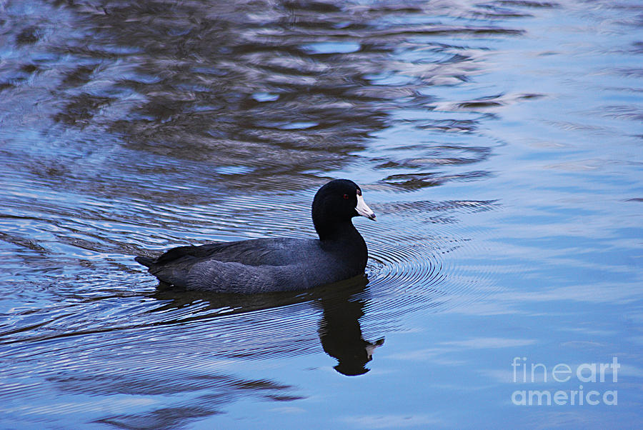 American Coot 20131030_59 Photograph by Tina Hopkins