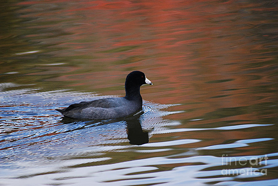American Coot 20131030_65 Photograph by Tina Hopkins