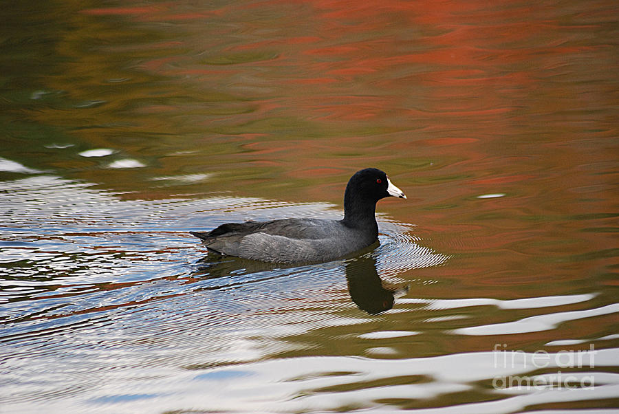 American Coot 20131030_68 Photograph by Tina Hopkins