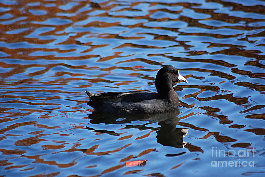 American Coot 20131101_167 Photograph by Tina Hopkins