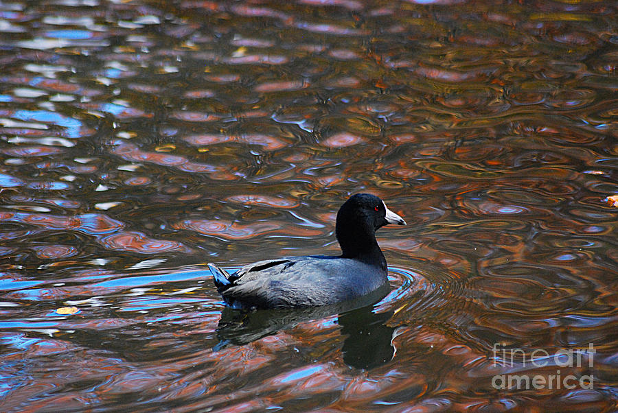 American Coot 20131101_170 Photograph by Tina Hopkins