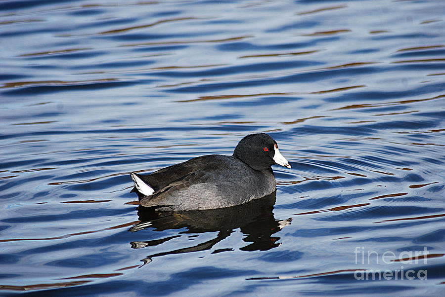 American Coot 20131104_36 Photograph by Tina Hopkins