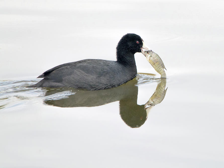 American Coot 6028-113017-1cr Photograph by Tam Ryan